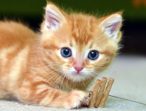 cats meowing loudly archives cute kittens videos