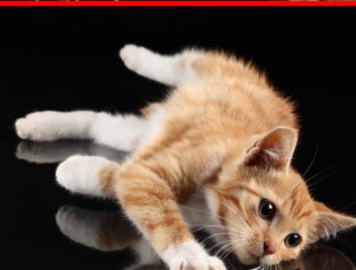 five guys kittens kitten