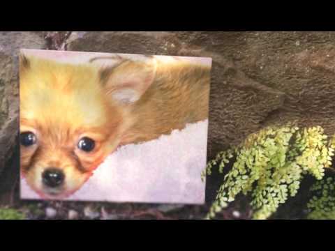 westchester puppies and kittens westchester puppies and kittens 360p kittens westchester puppies and kittens westchester puppies and kittens 360p kittens