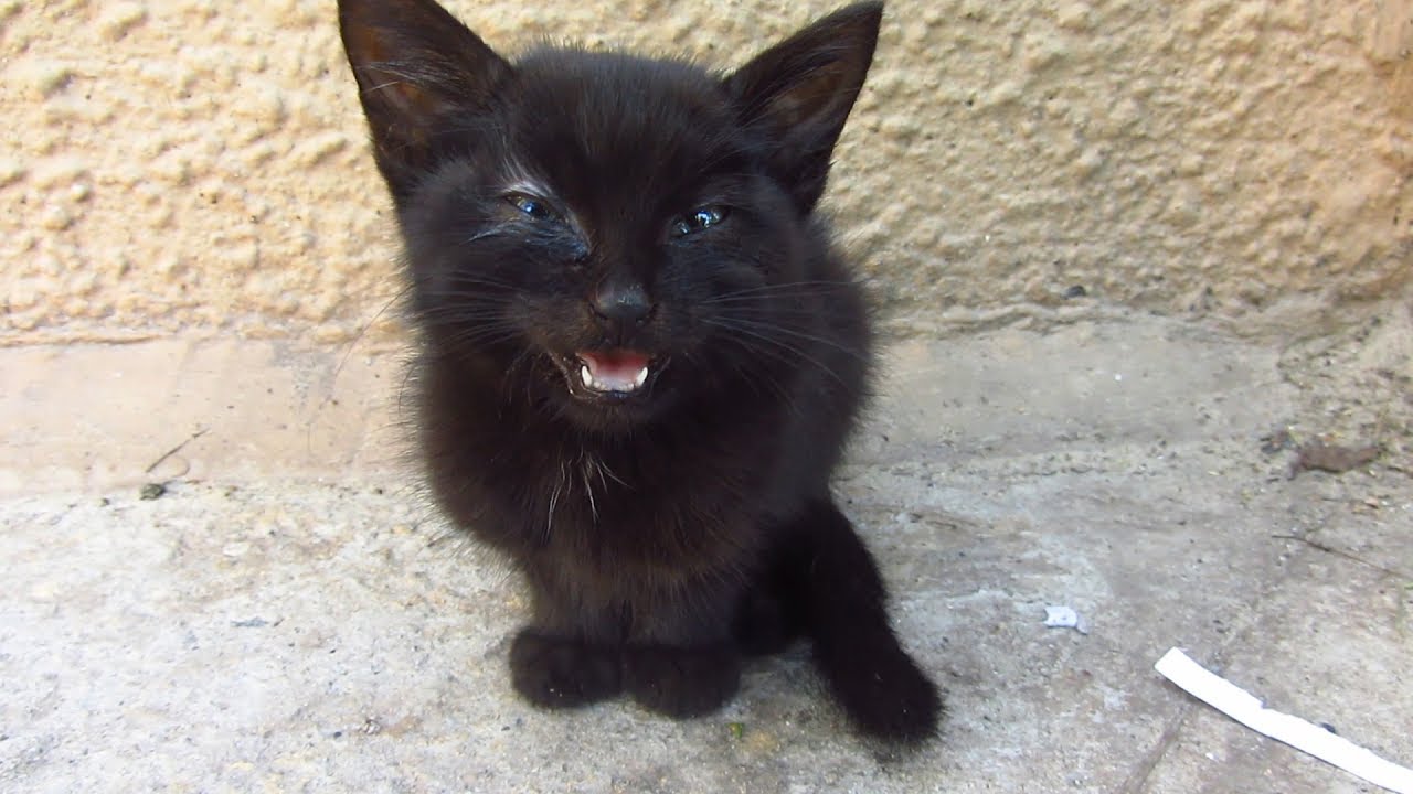 White Cat Black Kitten White Cat Black Kitten