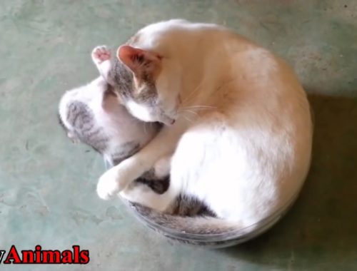 Hugging Archives Page 2 Of 3 Cute Kittens Videos