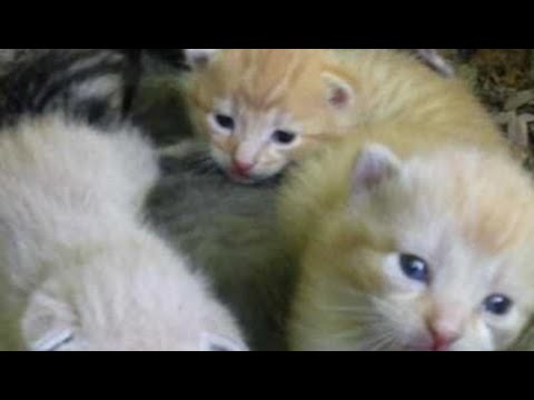 Lil Archives Cute Kittens Videos