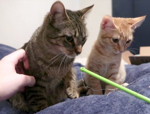 Seedank Roblox Archives Cute Kittens Videos - dude the cat dudette the kitten play together
