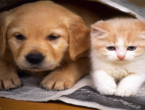 Cute Dogs Cute Baby Cats Kittys And Adorable Cats Adorable Kittens