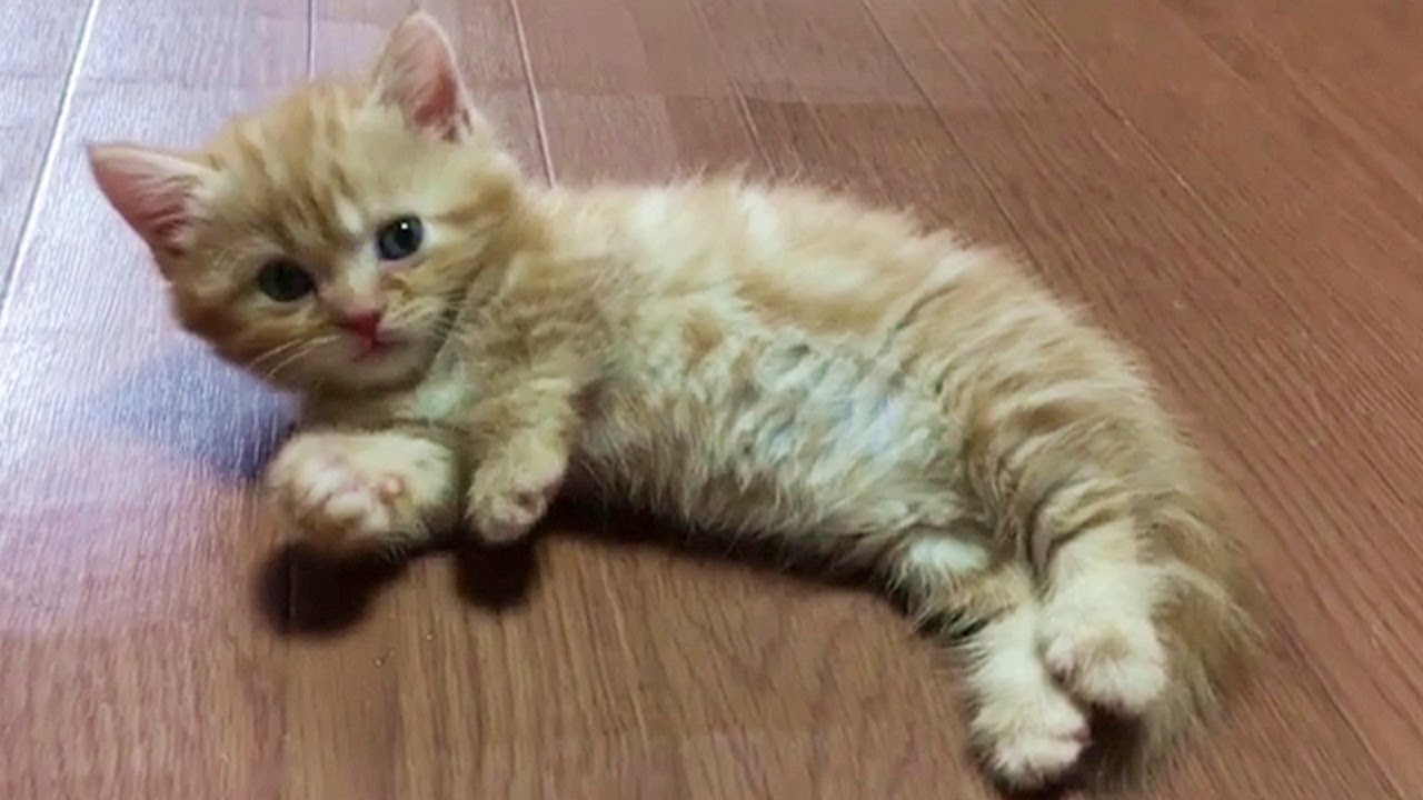 This Baby Munchkin Kitten Will Warm Your Heart - Cute ...