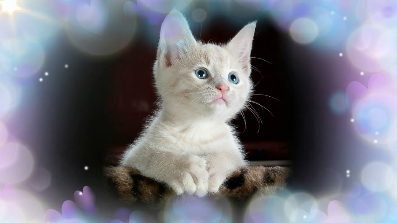 ️ KITTEN MEOWING SOUND EFFECT. CAT SOUNDS. MEOWING SOUND EFFECTS. 12