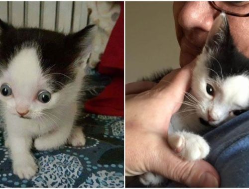poor kitten archives cute kittens videos