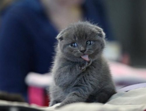 Cutest Cats Ever Archives Cute Kittens Videos