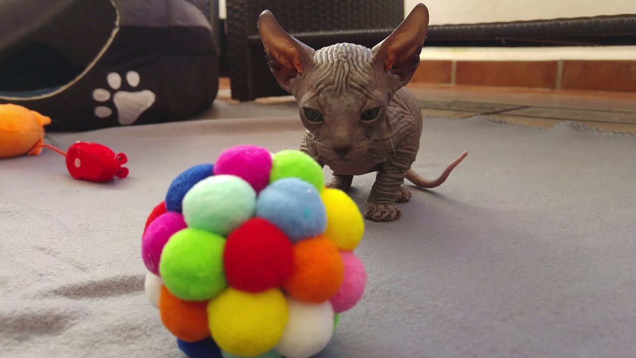 Cute sphynx kittens playing / DonSphynx Cute Kittens Videos
