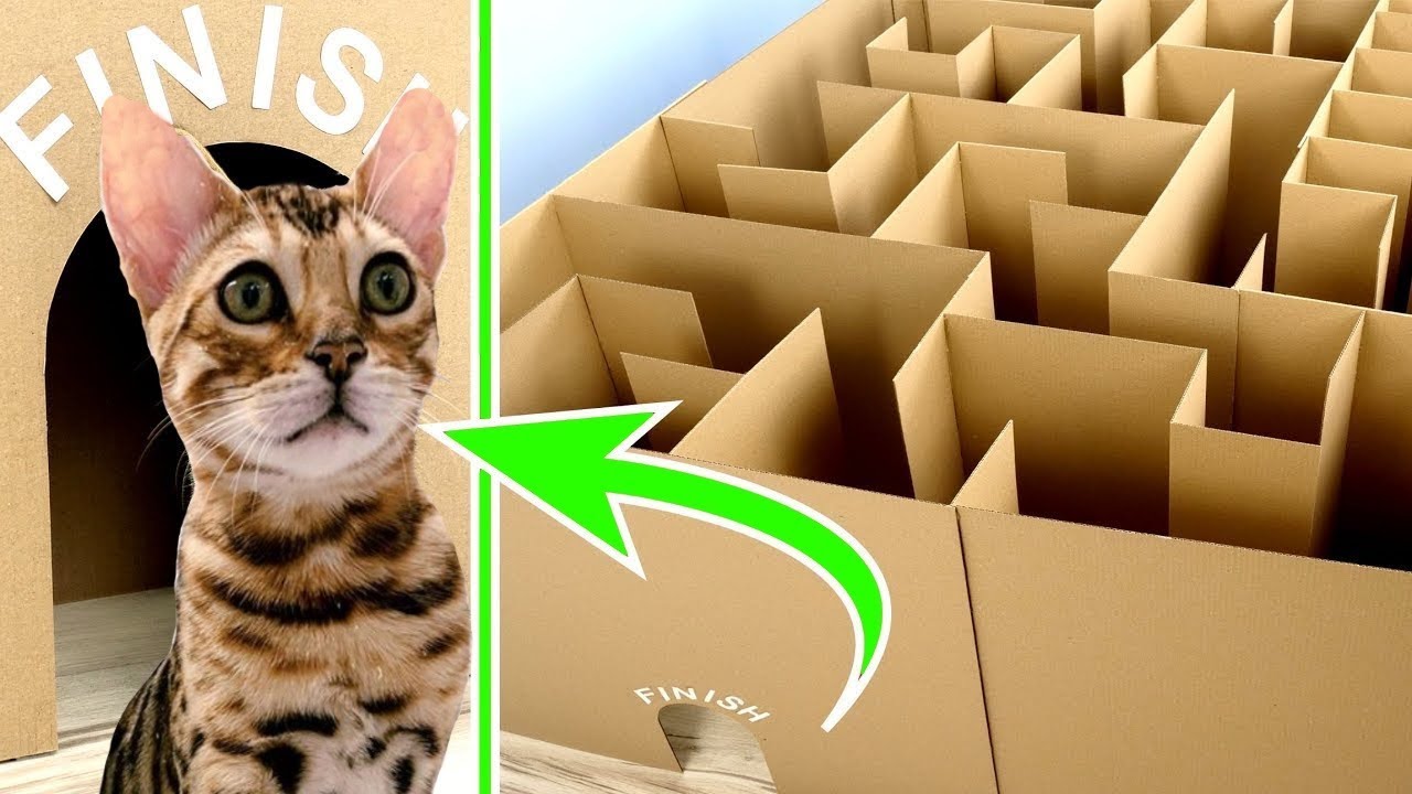 Katze Mit 3 Monaten Raus Lassen