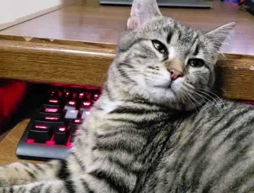 kitten academy archives cute