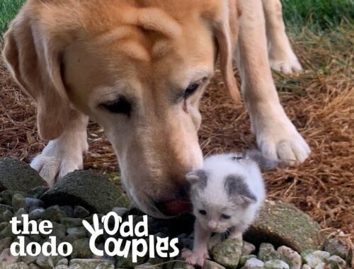 Tiniest Kitten Grows Up Pouncing On Her 115-Pound Lab Brother | The Dodo Odd Couples