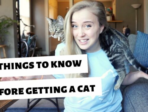 10 things I WISH I knew BEFORE getting a cat/kitten!