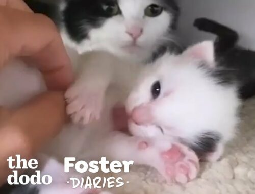 Cat Surprises Her Foster Mom With Kittens | The Dodo