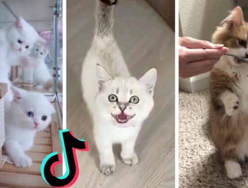 Funny Kittens of TikTok ~ Cutest Kittens Compilation!