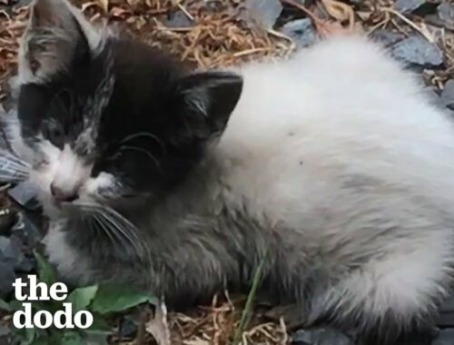 Tiny Abandoned Kitten Asks Woman For Help | The Dodo Soulmates