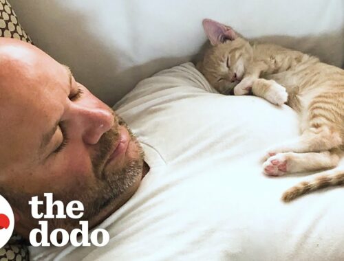 Kitten Becomes Completely Obsessed with His Dad | The Dodo Cat Crazy