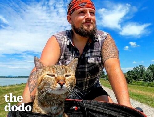 Guy Finds A Stray Kitten, Bikes Around The World With Her For Two Years | The Dodo Soulmates