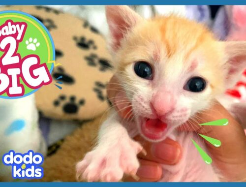 Rescuer Acts Like Mama Cat To Raise Baby Kittens | Baby 2 Big | Dodo Kids