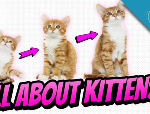 All About Kittens: Kitten Growth Stages & Milestones!