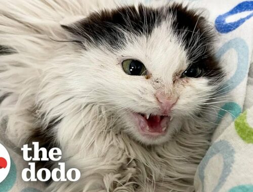 Giving A Hissing Feral Kitten A Bath And This Happens... | The Dodo Faith = Restored