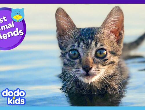 This Kitten's Best Friend Showed Her How To Swim! | Best Animal Friends | Dodo Kids