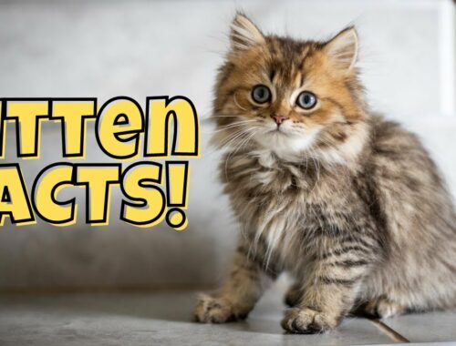 11 Fun Facts About Kittens (A.K.A. Little Bundles of Cuteness)