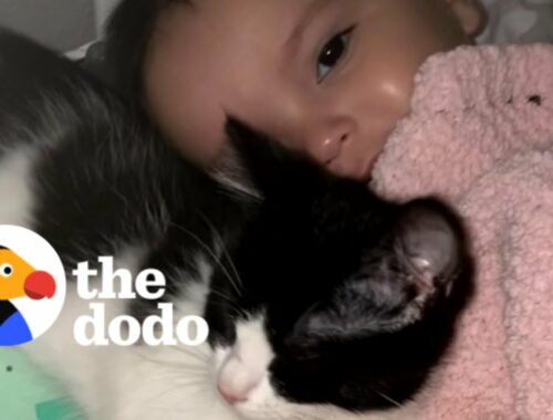 Tiny Rescue Kitten Refuses To Leave Baby Sister's Crib | The Dodo Soulmates