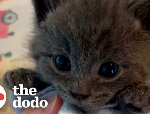Picky Kitten Refuses To Give Up His Bottle | The Dodo Cat Crazy