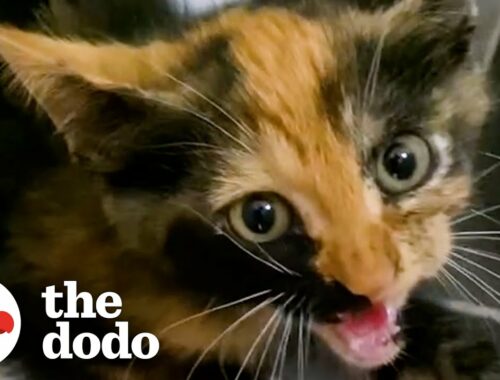 Woman Rescues Feral Kittens From An Abandoned Mansion | The Dodo Foster Diaries