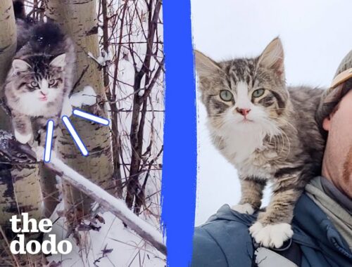Guy Finds A Freezing Kitten While Hiking In The Snow | The Dodo