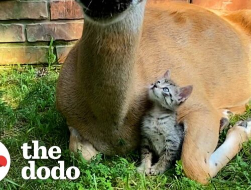 Tiny Kitten Befriends The Wild Deer Who Visit Her Yard | The Dodo Little But Fierce