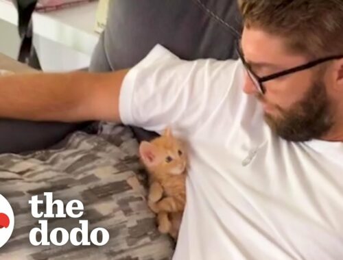 Tiny Foster Kitten Becomes King Of His House | The Dodo Little But Fierce