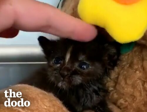 Couple on Date Sees Teeny Kitten in Distress...See How They Save Her Life | The Dodo