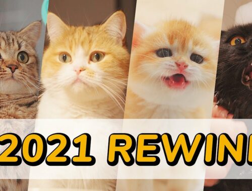 Rewind: Funniest Kitten Moments to Laugh in 2021 - Lucky Pawison