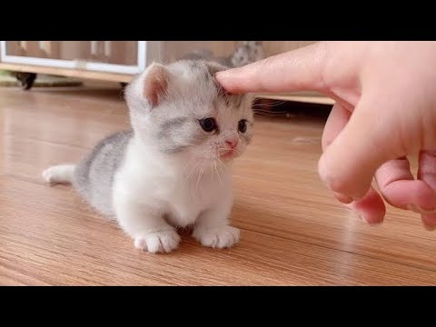 #shorts Cute and Funny Cat Videos Compilation 2021 #cat #cats #kitten #kittens #dog #dogs #puppy
