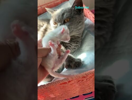 Cat gives birth to kittens #shorts