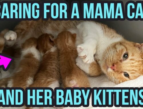 How to Care for a Mama Cat & Kittens (3 Top Tips!)