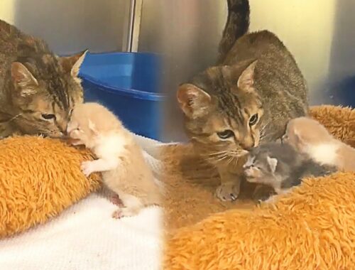 Stray Mom Cat Is So Happy To Be Reunited With Her Kittens At The Shelter
