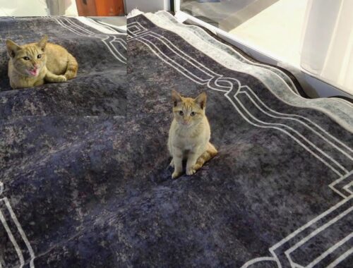 These carpets are tested by cute cats and kittens. Adorable Paws