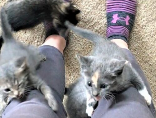 Meet 5 Super Cute Tiny Kittens Who're So Active And Feisty After Got Rescued
