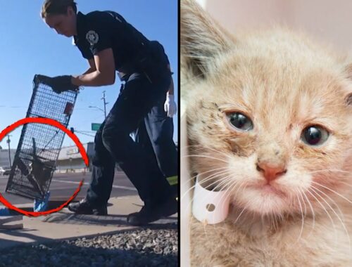 Firefighter Adopts 6-Week-Old Kitten Rescued From Drain