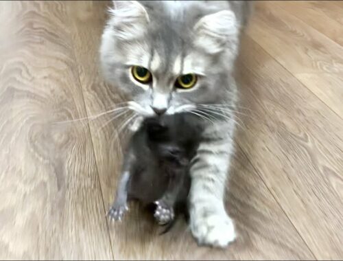 Mom cat carries the kittens to a new location. Kittens meow loudly