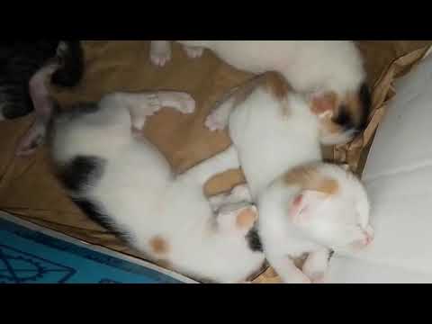 DAY 13 AFTER BIRTH - 4 CUTE KITTENS DAY 13 ARE SLEEPING WELL