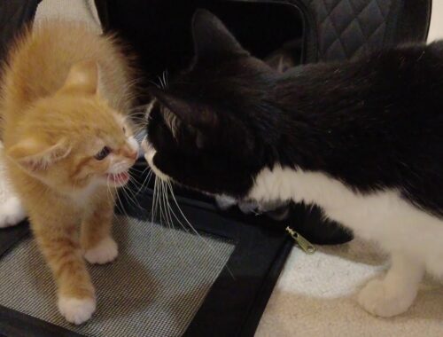 New Kitten Meets Cats For The First Time
