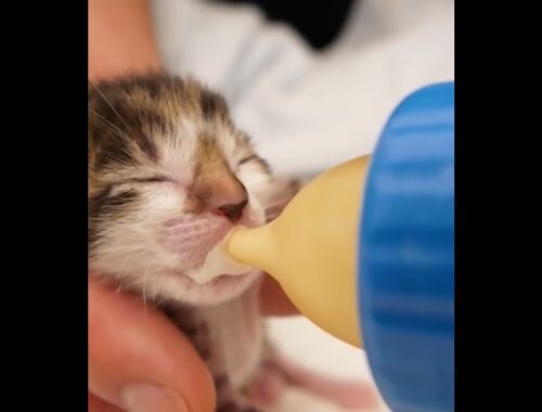 Protected baby kittens of abandoned cats one day after birth   Kittens grow from 1 50 days old #027