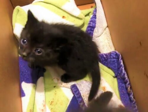 Rescue 2 Tiny Kittens Who're Sweet and Feisty