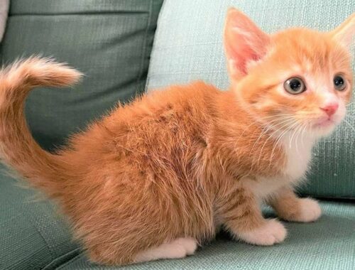 Four Cutest Tiny Kittens Who're So Active In Amazing Rescuer Family