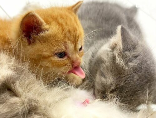 Adopted kitten to mama cat: "You feed me, and I'll give you a massage!"