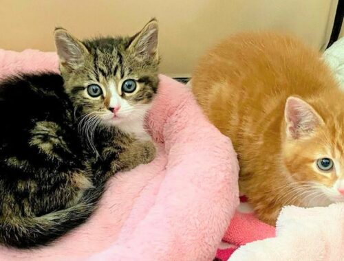 Rescue 2 Scared Kittens Turned To Super Cute And Precious Fur Babies
